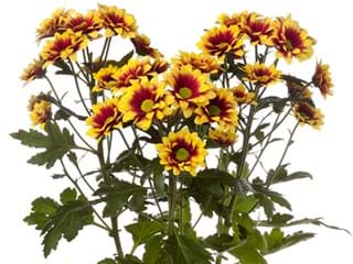 Χρυσάνθεμα Elstar