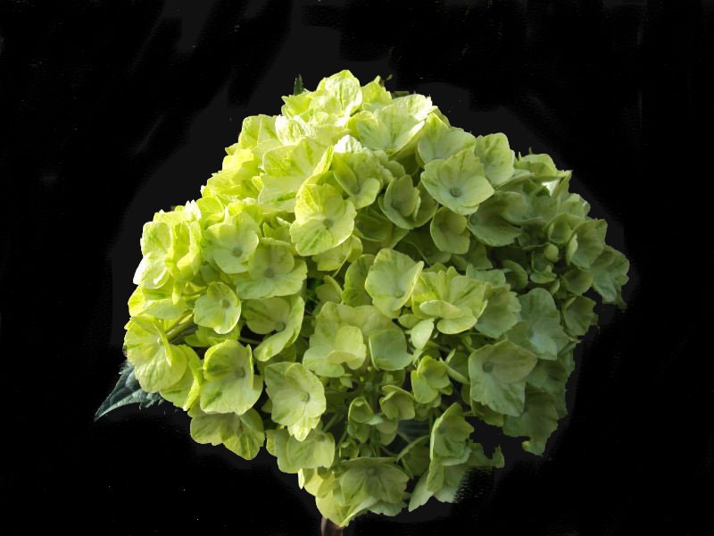 Hydrangea Emerald Green