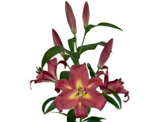 Lilium Or Empoli