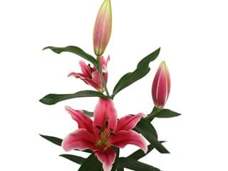 Lilium Or Ensemble