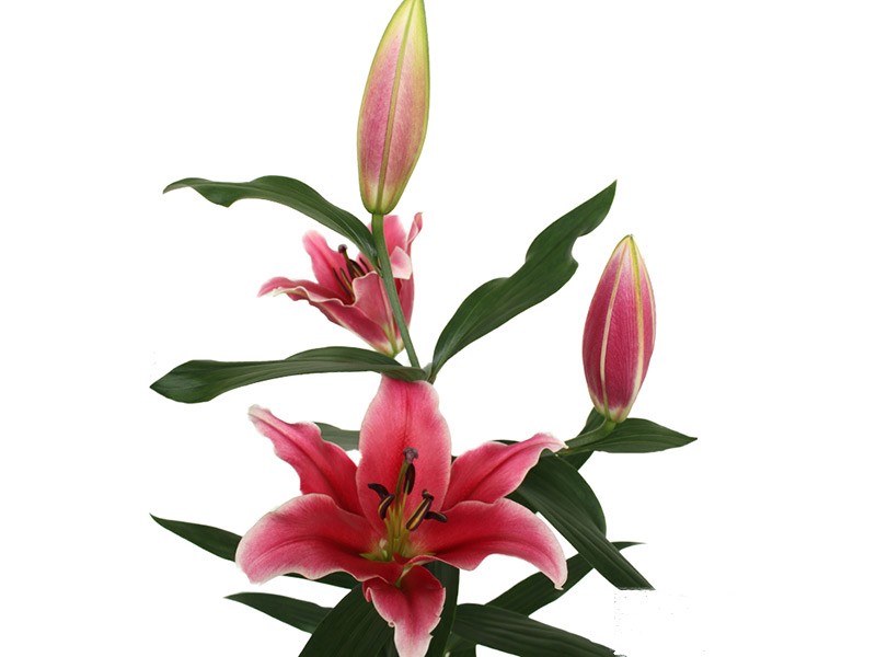 Lilium Or Ensemble