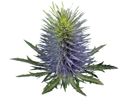Eryngium Supernova