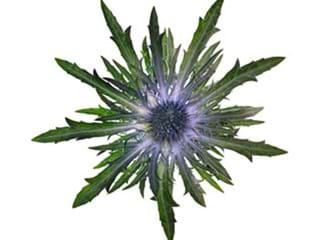 Eryngium Vega