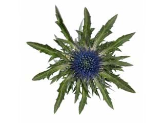 Eryngium Aqua