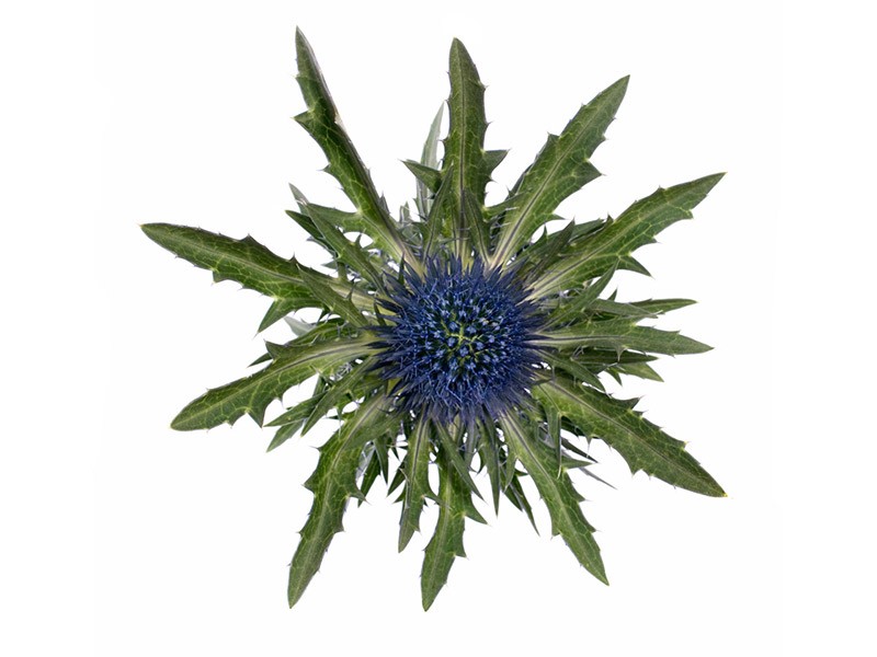 Eryngium Aqua