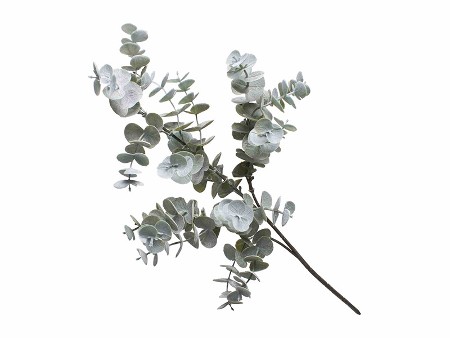 Eucalyptus Cinerea