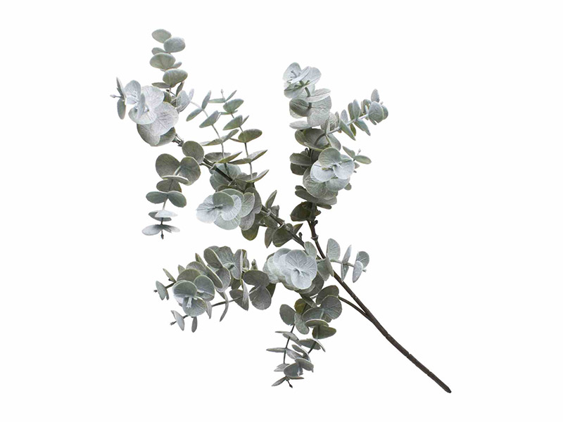 Eucalyptus Cinerea