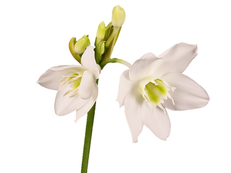 Eucharis