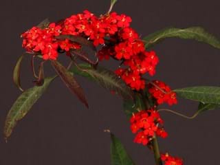 Εφόρμπια Taze