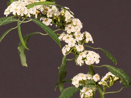 Εφόρμπια White