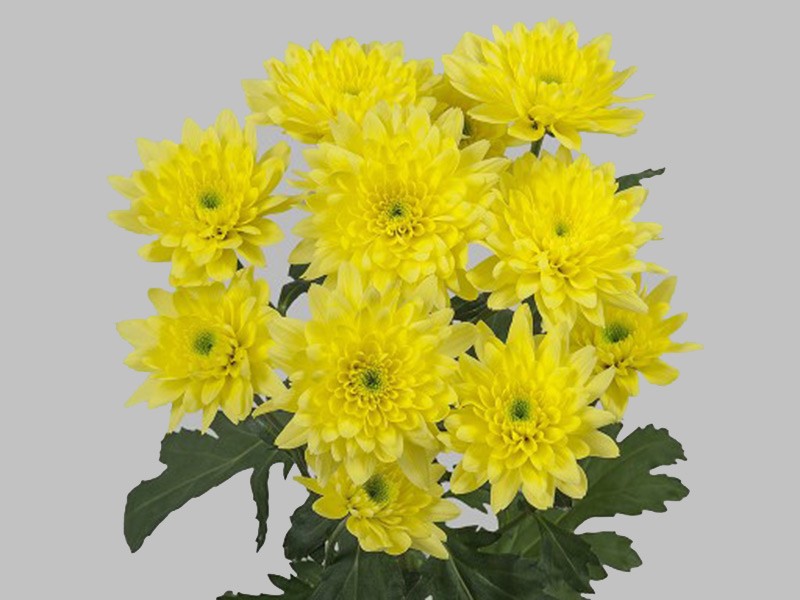 Chr Euro Sunny