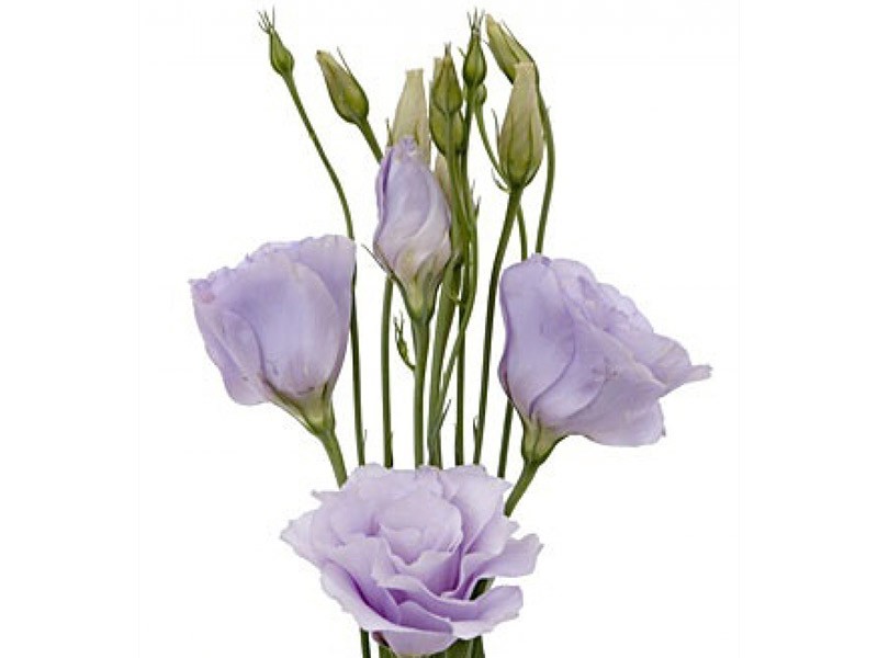 Eustoma Fioretti