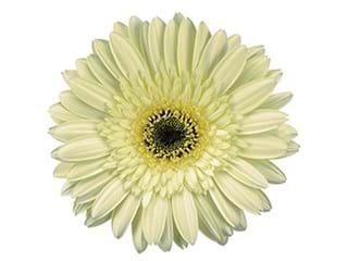 Ζέρμπερες Evergreen