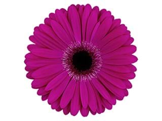 Ζέρμπερες Express