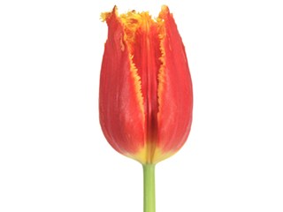 Τουλίπες Fabio