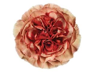 Γαρύφαλλα Fabiulous