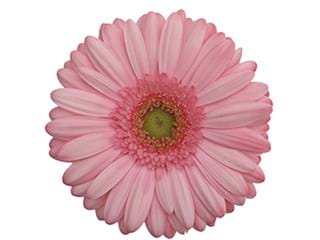 Ζέρμπερες Fenomenal