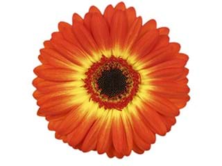 Ζέρμπερες Flamning Hot