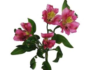 Alstromeria Florano Toscane