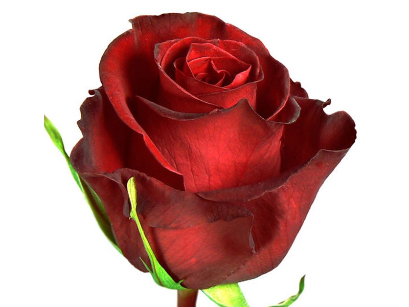 Rosa Forever Young