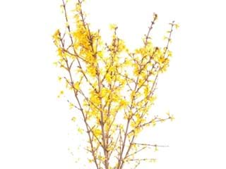 Forsythia