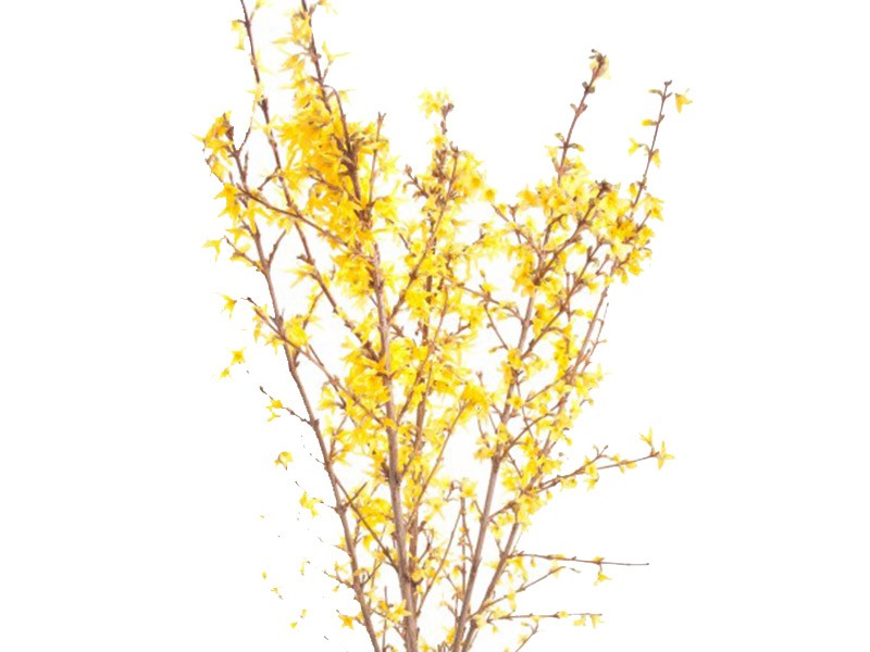 Forsythia