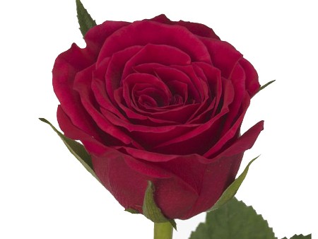 Rosa Rhodos