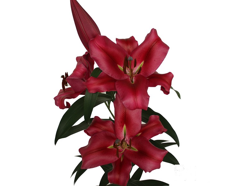 Lilium Or Fujian