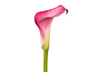 Zantedeschia Garnet Glow