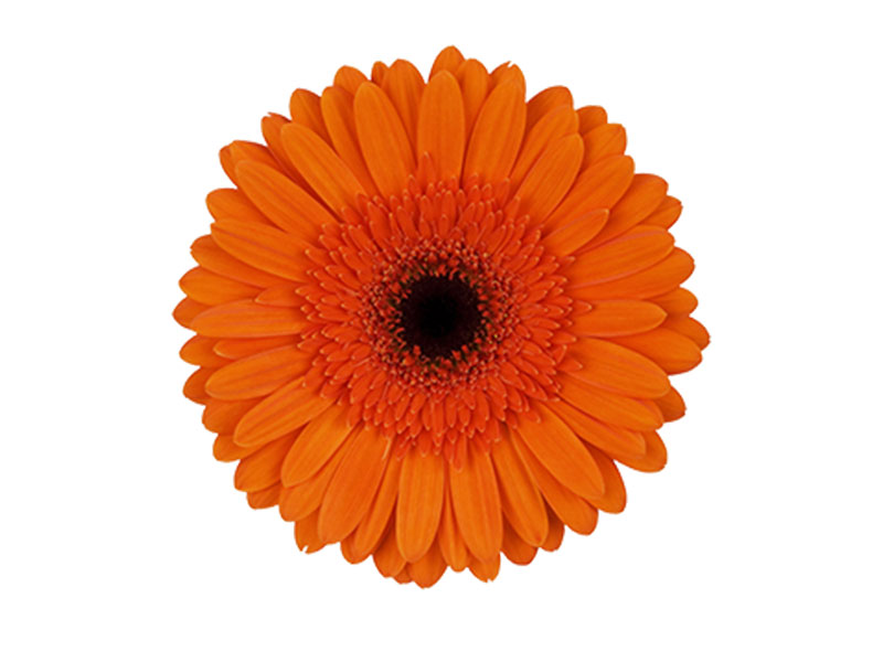 Gerbera Orange