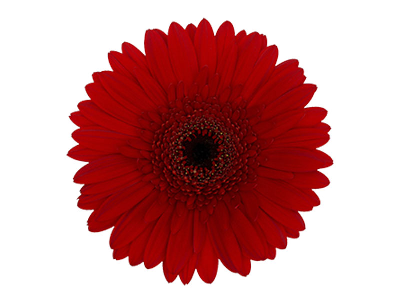 Gerbera Red