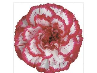 Γαρύφαλλα Giampi