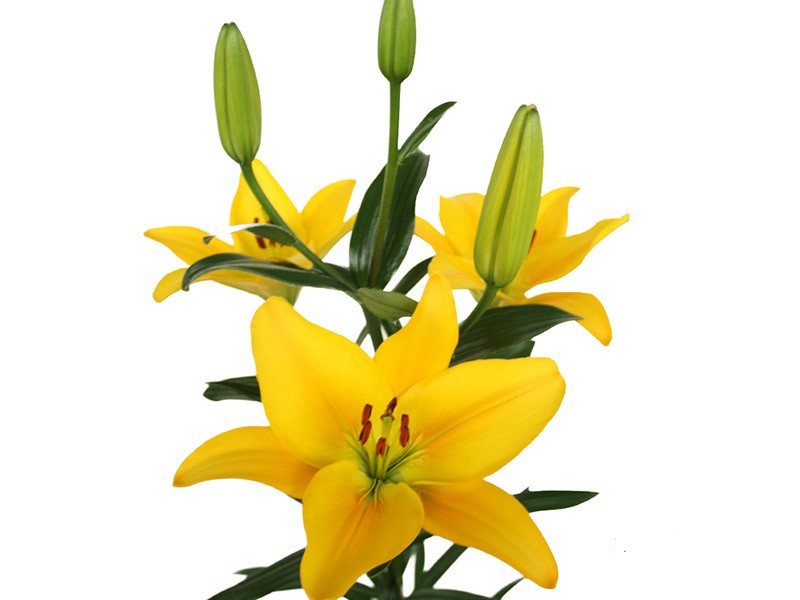 Lilium Az Gironde