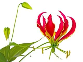 Gloriosa