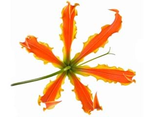 Γκλοριόζα Orange