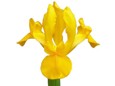 Iris Golden Beauty