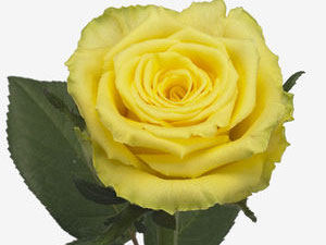 Rosa Good Times