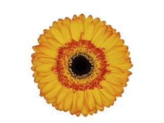 Ζέρμπερες Goodmorning