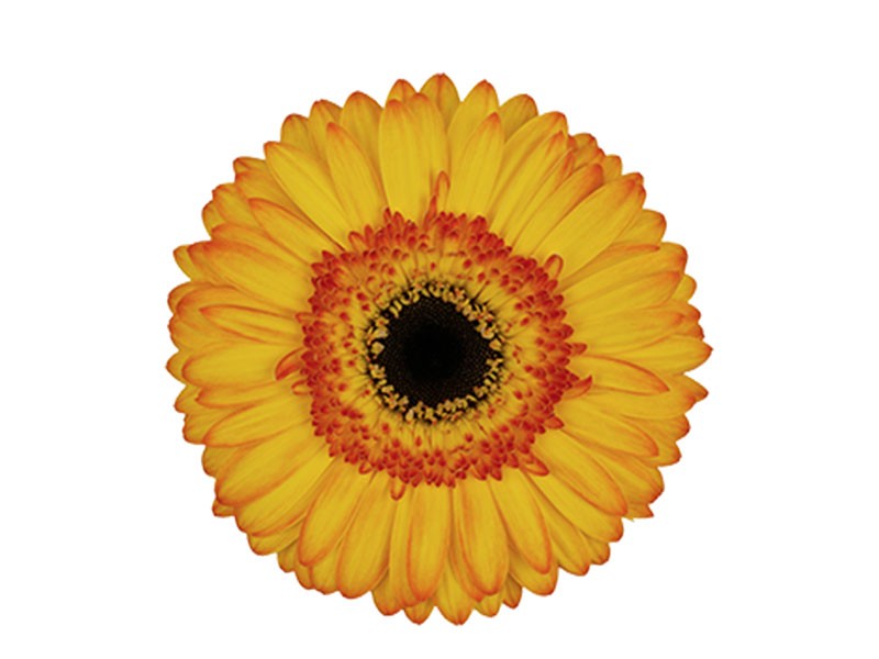 Gerbera Goodmorning