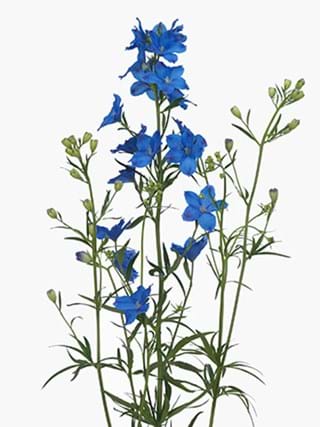 Delphinium Grand Blue