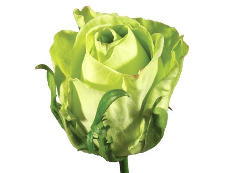 Rosa Green Tea