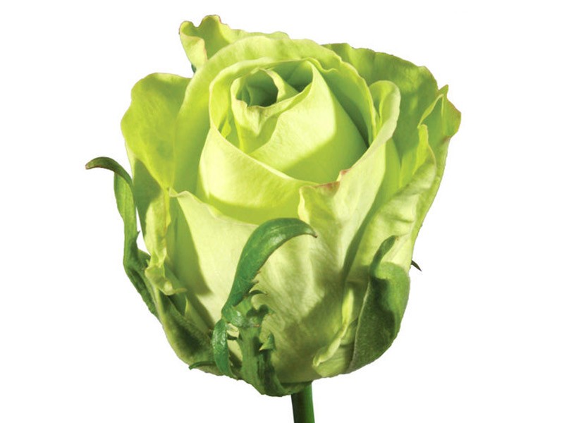 Rosa Green Tea