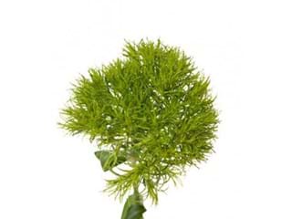 Dianthus Green Trick