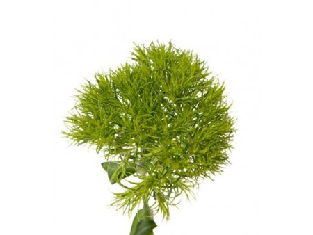 Γαρύφαλλο Green Trick