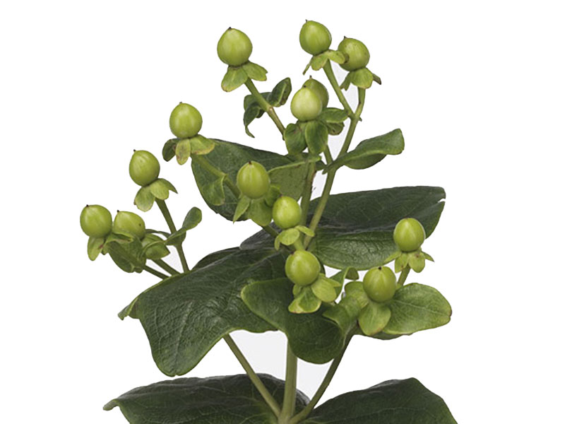 Hypericum Green