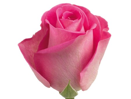 Rosa H30