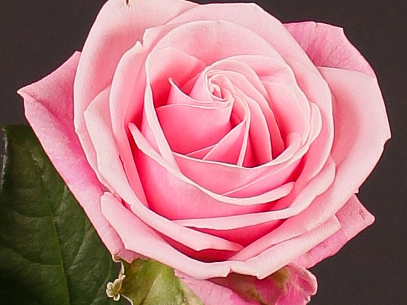 Rosa Heaven