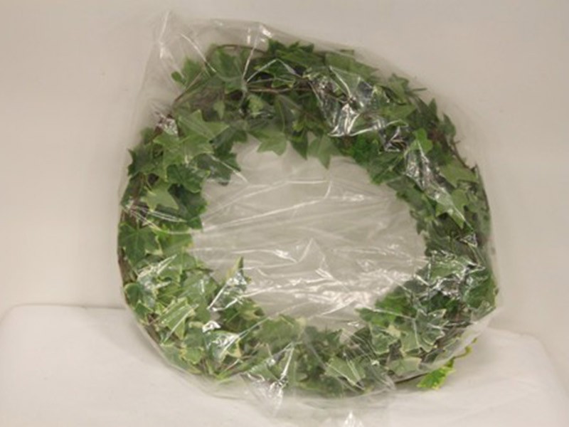 Hedera