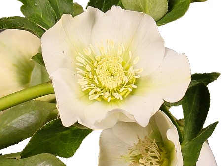 Heleborus