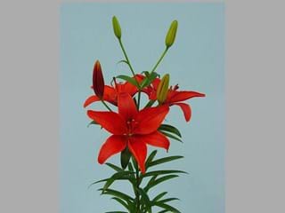 Lilium Az Heraklion